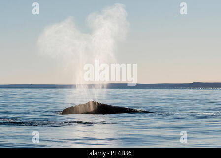 Baleine franche australe sur l'expiration à la surface. Banque D'Images