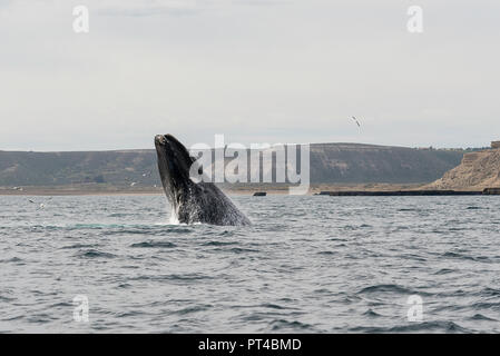 Baleine franche australe en eau peu profonde, la Péninsule de Valdès. Banque D'Images