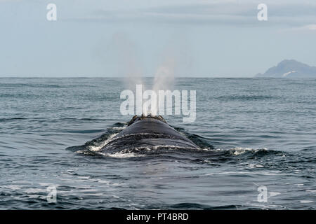 Baleine franche australe sur l'expiration à la surface. Banque D'Images