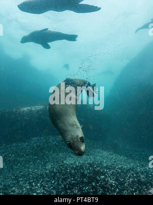 Des otaries à fourrure du Cap une colonie dans la région de False Bay. Banque D'Images