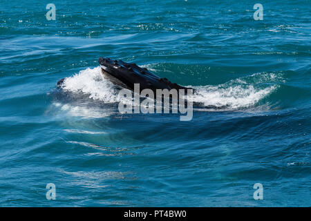 Les baleines à bosse se nourrissent de krill, près de Langebaan, Afrique du Sud. Banque D'Images