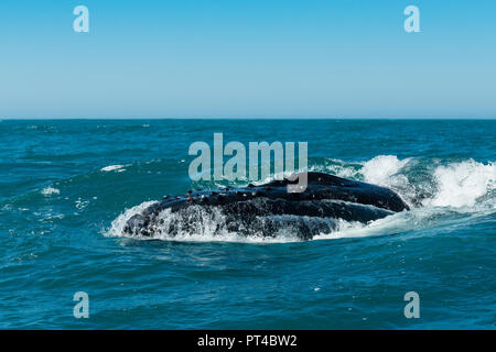 Les baleines à bosse se nourrissent de krill, près de Langebaan, Afrique du Sud. Banque D'Images