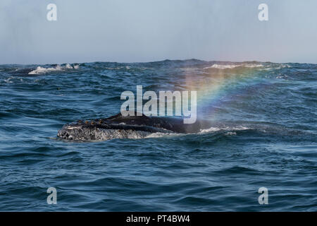 Les baleines à bosse se nourrissent de krill, près de Langebaan, Afrique du Sud. Banque D'Images