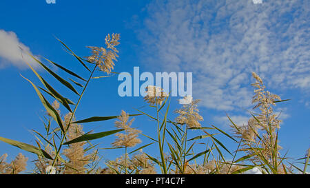 Haut de roseaux géants sur un ciel bleu avec des nuages dans l'estuaire de la rivière Guadalhorce réserve naturelle en Malaga - Arundo donax Banque D'Images