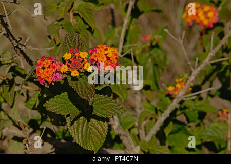 Lantana West Indian coloré fleurs dans orange, rose et jaune, selective focus Banque D'Images