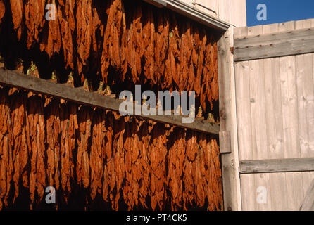 Feuilles de séchage en grange sur ferme de tabac dans le comté de Lancaster, PA, USA Banque D'Images