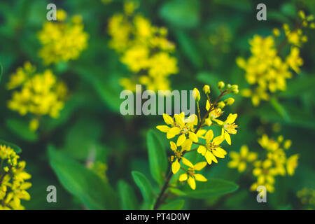 Thryallis glauca, Galphimia, douche d'or, fleurs jaunes dans le parc. Banque D'Images