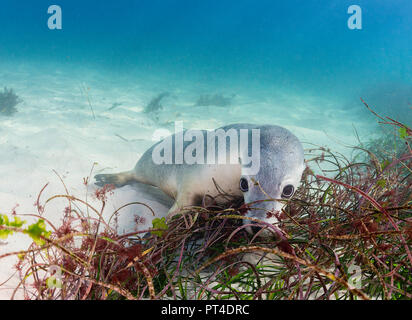 Les lions de mer australiens, Neptune, Australie du Sud. Banque D'Images