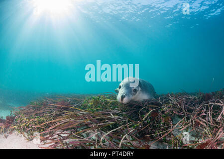 Les lions de mer australiens, Neptune, Australie du Sud. Banque D'Images