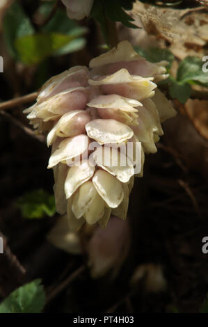 Lathraea squamaria, la commune de toothwort, une plante parasite vu ici dans les bois au-dessus de Walenstadt, Alpes Suisses Banque D'Images