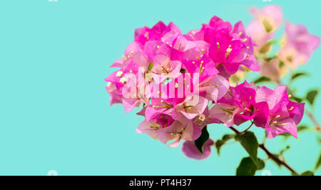 Bougainvillea est un genre de plantes épineuses vignes et arbres avec des feuilles comme le printemps près de ses fleurs. Banque D'Images