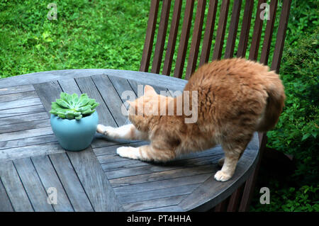 Le gingembre cat stretching en Swiss Chalet jardin Banque D'Images