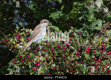 Pie-grièche écorcheur (Lanius collurio). Les oiseaux juvéniles dans une aubépine arbre pendant la migration d'automne Banque D'Images