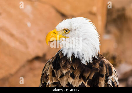 Portrait de pygargues à tête blanche (Haliaeetus leucocephalus) fond de rochers Banque D'Images