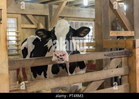 Arbre généalogique Vache noir et blanc en bois traditionnel en stable sur la ferme biologique Banque D'Images