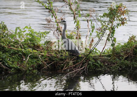 Héron gris assis sur les branches flottant dans l'eau Banque D'Images
