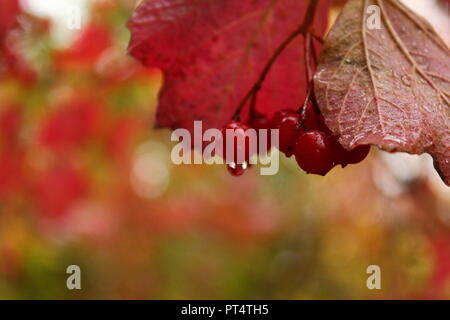 Fruits rouges à l'automne Banque D'Images