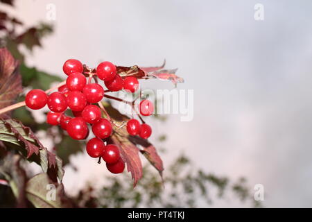 Fruits rouges à l'automne Banque D'Images