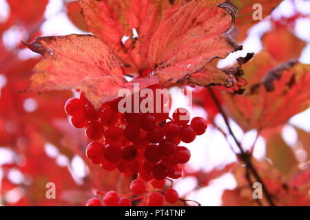 Fruits rouges à l'automne Banque D'Images