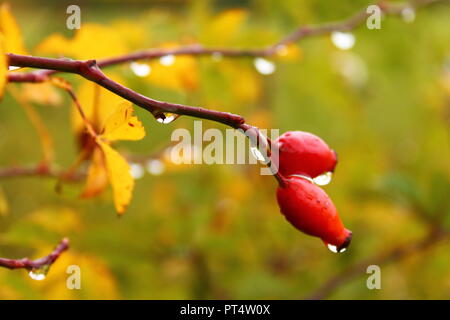 Fruits rouges à l'automne Banque D'Images