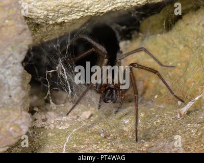 Araignée des maisons (Tegenaria sp.), à l'embouchure de sa retraite en soie tubulaires dans un vieux mur de pierre, Wiltshire, Royaume-Uni, octobre. Banque D'Images