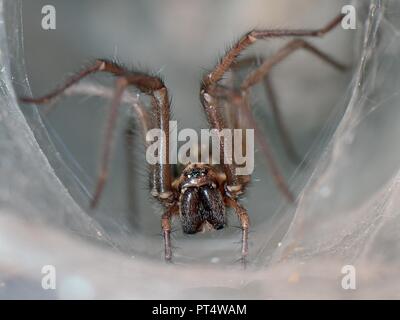 Maison des femmes (araignée Tegenaria sp.), à l'embouchure de sa retraite en soie tubulaires dans un vieux mur de pierre, Wiltshire, Royaume-Uni, octobre. Banque D'Images