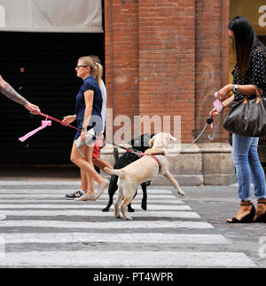 Bologne, Italie - 2 août 2018 : les propriétaires de chiens se rencontrent sur une habourside street dans le centre-ville. Banque D'Images