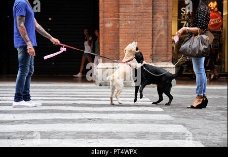 Bologne, Italie - 2 août 2018 : les propriétaires de chiens se rencontrent sur une habourside street dans le centre-ville. Banque D'Images