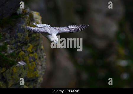 Le Fulmar boréal - Fulmarus glacialis, beau gris et blanc d'oiseaux de mer de la mer du Nord de l'Europe de coût. Banque D'Images