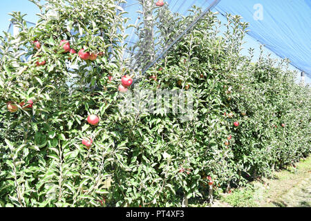 Plantation d'Apple à l'automne - Braeburn et Idared pommes Banque D'Images