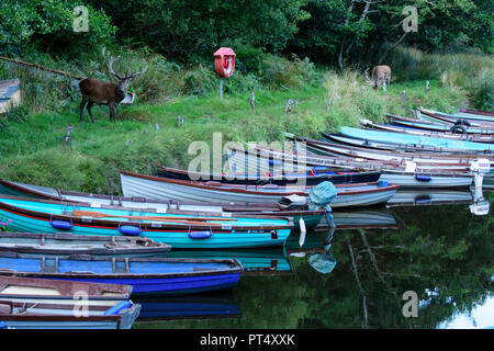 Deux mâles red deer avec bois, pâturage par une marina avec de petits bateaux dans le Parc National de Killarney, Irlande Banque D'Images