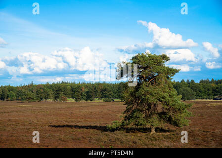 Paysage de bruyère Veluwe, Gueldre, Pays-Bas Banque D'Images