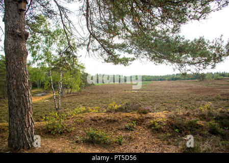 Paysage de bruyère Veluwe, Gueldre, Pays-Bas Banque D'Images