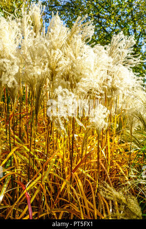 Miscanthus sinensis 'Malépartus', herbe argentée chinoise, têtes de graines herbe ornementale Banque D'Images