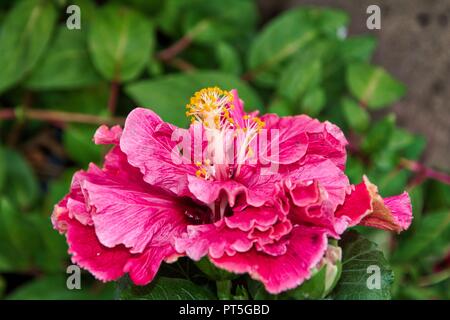 Hibiscus rosa-sinensis, la Chine a augmenté Banque D'Images