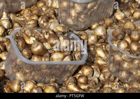 Bulbes de jonquilles printemps Banque D'Images