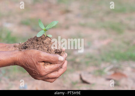 Les petites plantes et le sol dans les mains à l'ancienne et de flou d'arrière-plan flou Banque D'Images