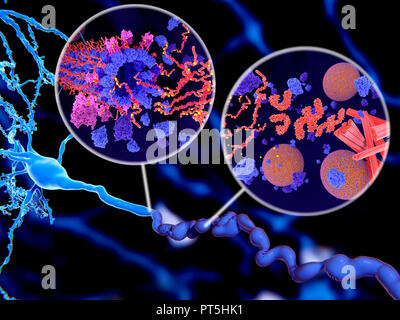 La protéine tau dans la maladie d'Alzheimer,illustration.L'EISN illustrent deux méthodes de phosphorylation pathologique (jaune) de protéines tau (rouge-orange) par des kinases (bleu-violet) influent sur les cellules nerveuses dans ce qu'on appelle un enchevêtrement neurofibrillaire.L'illustration principale montrant une cellule nerveuse (neurone,bleu,en bas à gauche) et son axone (voyage en bas),illustré dans un état anormal et difformes.des agrégations de protéines tau pathologiques provoquent la désintégration des microtubules (encadré à gauche).Le transport des vésicules synaptiques (sphères orange-bleu,l'encart à droite) est également interrompue. Banque D'Images