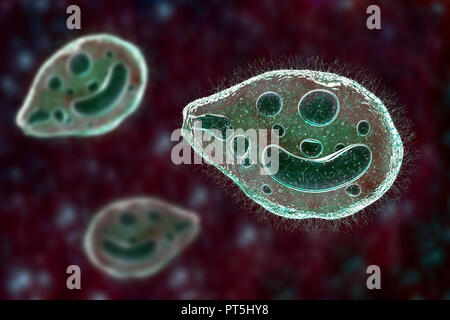 Illustration d'ordinateur du protozoaire cilié Balantidium coli, un parasite intestinal qui peut causer des ulcères (balantidiasis) dans le tractus intestinal des humains. Il s'agit d'une forme rare de la dysenterie, qui est principalement limitée aux travailleurs agricoles et ceux en association étroite avec les porcs. Les parasites sont communs et inoffensif chez les porcs. Ils forment des kystes qui sortent des porcs dans leurs excréments. Les humains contractent la maladie par les aliments ou les boissons contaminés par ces kystes. Banque D'Images