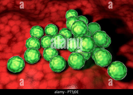 Chlamydia trachomatis bactéries, illustration de l'ordinateur. Chlamydia trachomatis provoque une infection transmise sexuellement qui peut passer inaperçue provoquant l'infertilité. Il provoque aussi la maladie de l'oeil le trachome, qui peut conduire à la cécité. Banque D'Images