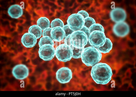 Chlamydia trachomatis bactéries, illustration de l'ordinateur. Chlamydia trachomatis provoque une infection transmise sexuellement qui peut passer inaperçue provoquant l'infertilité. Il provoque aussi la maladie de l'oeil le trachome, qui peut conduire à la cécité. Banque D'Images