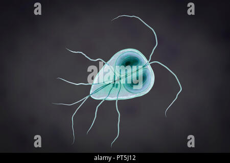 Giardia lamblia (Giardia intestinalis) parasite, illustration de l'ordinateur. Giardia lamblia est un protozoaire flagellé. Il colonise et reproduit dans l'intestin grêle et les causes de la giardiase. Banque D'Images