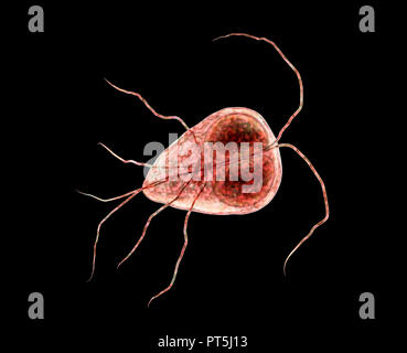 Giardia lamblia (Giardia intestinalis) parasite, illustration de l'ordinateur. Giardia lamblia est un protozoaire flagellé. Il colonise et reproduit dans l'intestin grêle et les causes de la giardiase. Banque D'Images