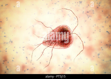 Giardia lamblia (Giardia intestinalis) parasite, illustration de l'ordinateur. Giardia lamblia est un protozoaire flagellé. Il colonise et reproduit dans l'intestin grêle et les causes de la giardiase. Banque D'Images