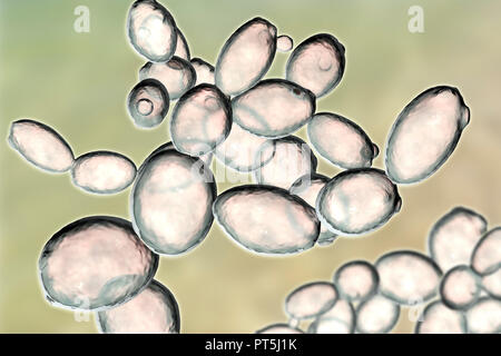 Les cellules de levure. Illustration d'ordinateur le bourgeonnement des cellules de levure (Saccharomyces cerevisiae). Connu sous le nom de boulanger ou levure de brasseur, ce champignon se compose de cellules végétatives. Le plus grand 'mère' en herbe sont des cellules plus petites cellules filles après arrêt de la division cellulaire. Saccharomyces cerevisiae est capable de fermenter le sucre, produire de l'alcool et du dioxyde de carbone dans le processus. Il a longtemps été utilisé dans le brassage de la bière, de la production de vin, et dans la cuisson du pain levé (causant la pâte). De plus, il est utilisé comme probiotiques dans le traitement d'infections diarrhéiques. Banque D'Images