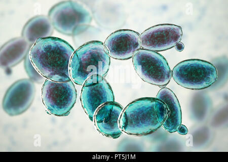 Les cellules de levure. Illustration d'ordinateur le bourgeonnement des cellules de levure (Saccharomyces cerevisiae). Connu sous le nom de boulanger ou levure de brasseur, ce champignon se compose de cellules végétatives. Le plus grand 'mère' en herbe sont des cellules plus petites cellules filles après arrêt de la division cellulaire. Saccharomyces cerevisiae est capable de fermenter le sucre, produire de l'alcool et du dioxyde de carbone dans le processus. Il a longtemps été utilisé dans le brassage de la bière, de la production de vin, et dans la cuisson du pain levé (causant la pâte). De plus, il est utilisé comme probiotiques dans le traitement d'infections diarrhéiques. Banque D'Images