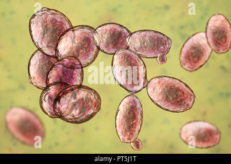 Les cellules de levure. Illustration d'ordinateur le bourgeonnement des cellules de levure (Saccharomyces cerevisiae). Connu sous le nom de boulanger ou levure de brasseur, ce champignon se compose de cellules végétatives. Le plus grand 'mère' en herbe sont des cellules plus petites cellules filles après arrêt de la division cellulaire. Saccharomyces cerevisiae est capable de fermenter le sucre, produire de l'alcool et du dioxyde de carbone dans le processus. Il a longtemps été utilisé dans le brassage de la bière, de la production de vin, et dans la cuisson du pain levé (causant la pâte). De plus, il est utilisé comme probiotiques dans le traitement d'infections diarrhéiques. Banque D'Images