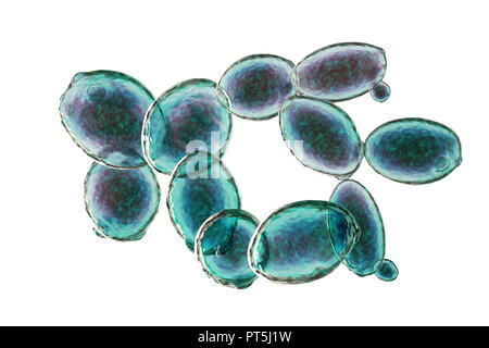 Les cellules de levure. Illustration d'ordinateur le bourgeonnement des cellules de levure (Saccharomyces cerevisiae). Connu sous le nom de boulanger ou levure de brasseur, ce champignon se compose de cellules végétatives. Le plus grand 'mère' en herbe sont des cellules plus petites cellules filles après arrêt de la division cellulaire. Saccharomyces cerevisiae est capable de fermenter le sucre, produire de l'alcool et du dioxyde de carbone dans le processus. Il a longtemps été utilisé dans le brassage de la bière, de la production de vin, et dans la cuisson du pain levé (causant la pâte). De plus, il est utilisé comme probiotiques dans le traitement d'infections diarrhéiques. Banque D'Images