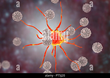 Les cellules lymphocytaires t'attaquer une cellule cancéreuse, illustration de l'ordinateur. Les lymphocytes T sont un type de globules blancs qui reconnaissent un antigène spécifique (site) à la surface des cellules cancéreuses ou d'agents pathogènes et de se lier à elle. Certains lymphocytes T puis signal pour d'autres cellules du système immunitaire pour éliminer les cellules. Les changements génétiques qui causent une cellule pour devenir cancéreuse aboutir à la présentation d'antigènes tumoraux sur la surface de la cellule. Banque D'Images