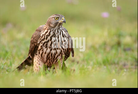 Les jeunes (Sparrow hawk Accipiter gentilis) Banque D'Images